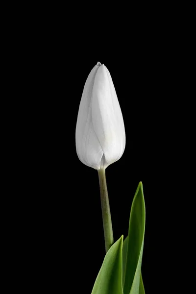 White Tulip. flower on black background