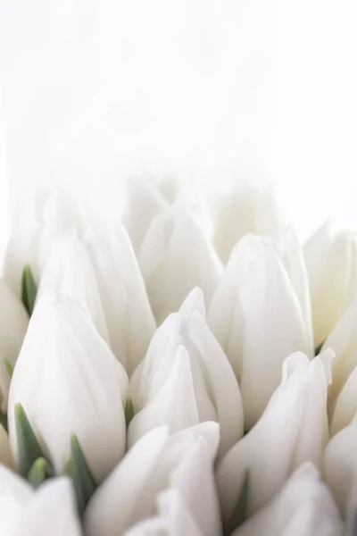 Vita tulpaner. en bukett blommor — Stockfoto