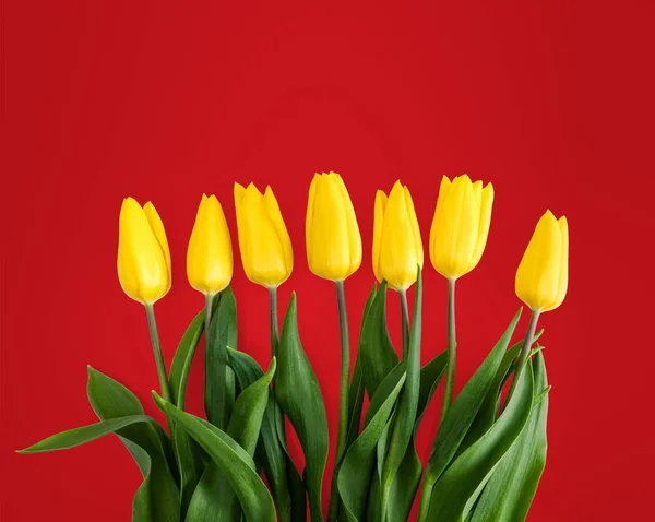 Tulipas amarelas no fundo vermelho — Fotografia de Stock