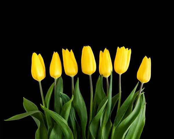 Žluté tulipány na černém pozadí — Stock fotografie