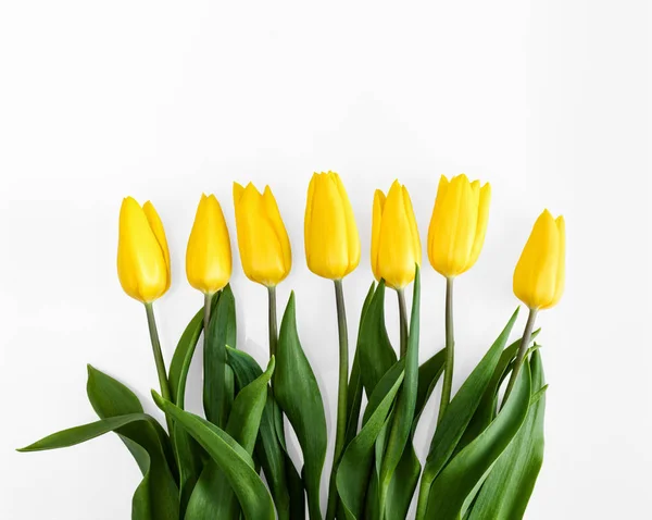 Жовті тюльпани на білому тлі — стокове фото
