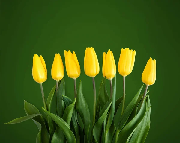 Tulipanes amarillos sobre fondo verde —  Fotos de Stock