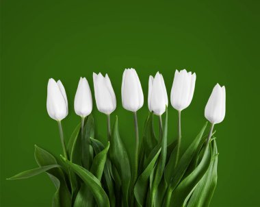 White tulips on green background clipart