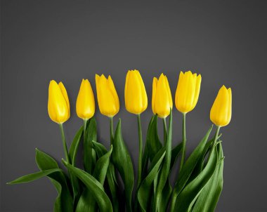 Yellow tulips on Grey background clipart