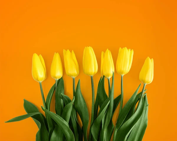 Tulipanes amarillos sobre fondo naranja —  Fotos de Stock