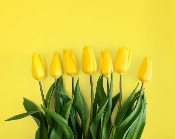 Tulipas amarelas no fundo amarelo — Fotografia de Stock