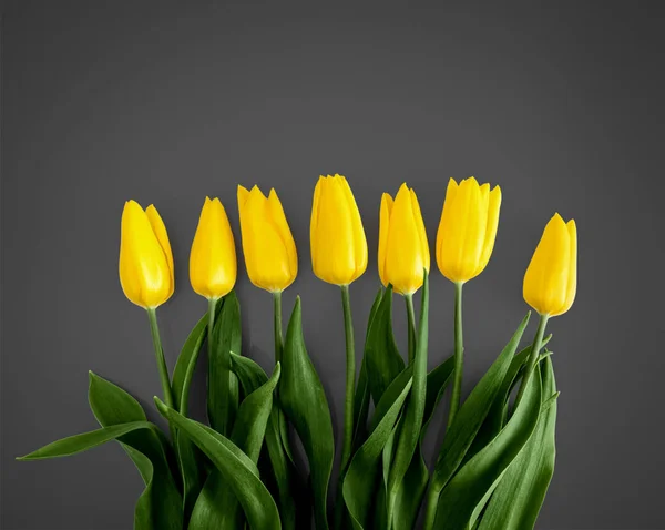 Gele tulpen op grijze achtergrond — Stockfoto