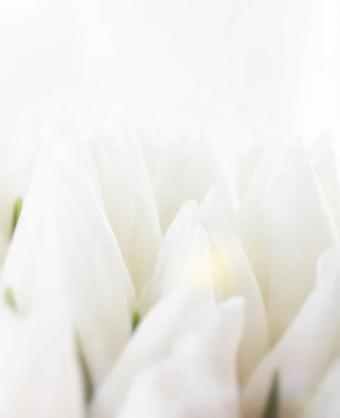 Vita tulpaner. bukett blommor — Stockfoto