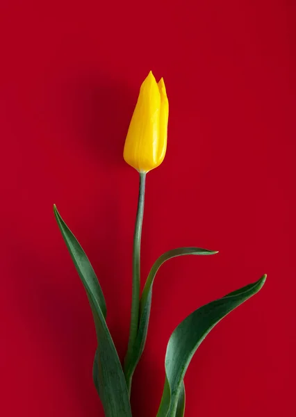 Żółty tulipan na czerwonym tle — Zdjęcie stockowe