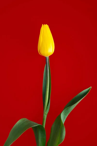 Tulipán amarillo sobre fondo rojo — Foto de Stock