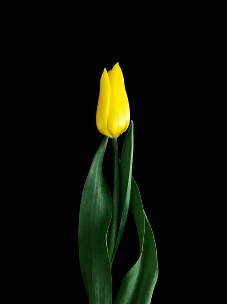 Gele tulp. bloem op zwarte achtergrond — Stockfoto