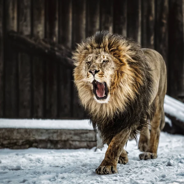 Retrato de un hermoso león —  Fotos de Stock