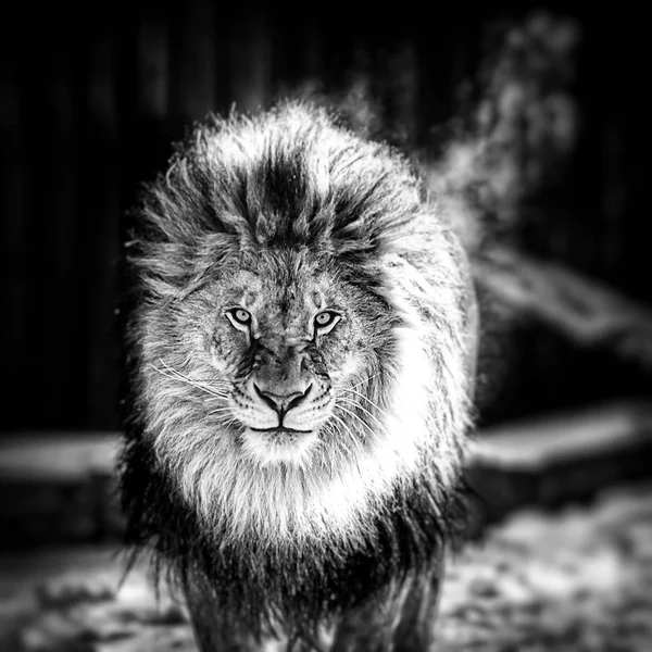 Retrato de um belo leão — Fotografia de Stock