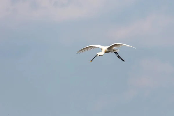 Cuchara euroasiática en vuelo — Foto de Stock