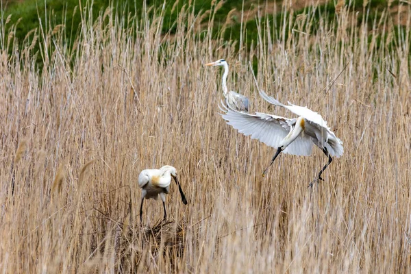 Eurasian spoonbill in flight — Stock Photo, Image