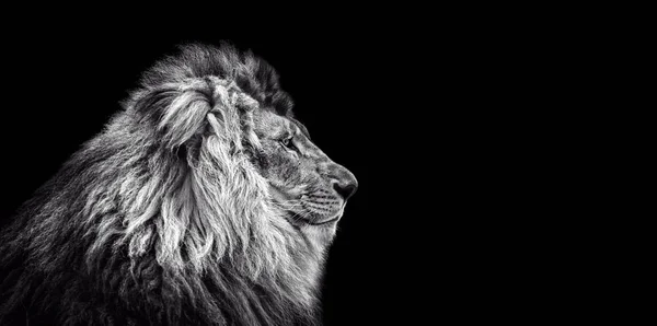 Портрет красивого льва, кошка в профиль, лев в темноте — стоковое фото