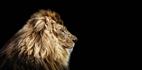 Retrato de un hermoso león, gato de perfil, león en la oscuridad — Foto de Stock