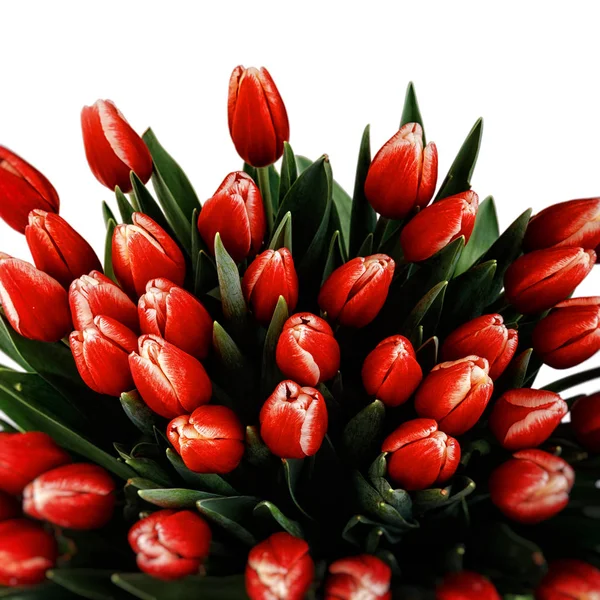 Schöner Strauß roter Tulpen isoliert auf weißem Hintergrund — Stockfoto