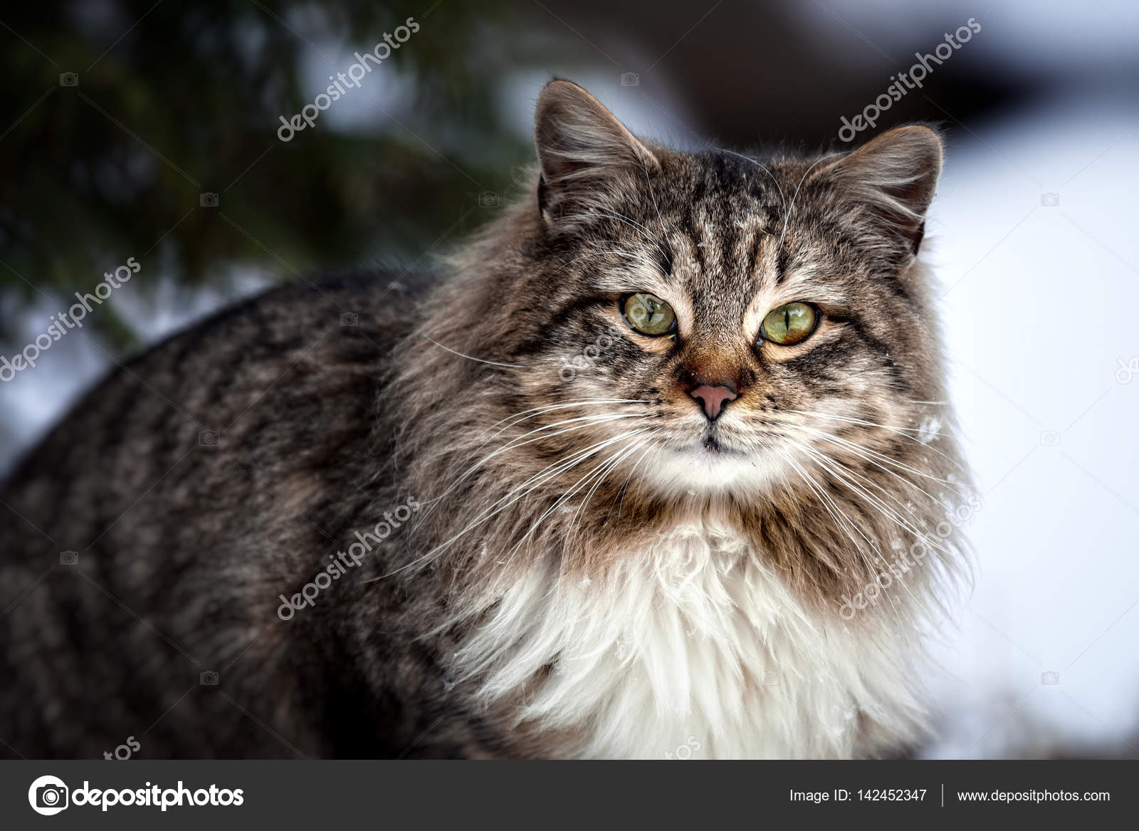 Gatto Sulla Strada Nella Neve Bellissimo Gatto Prima Neve Freddo