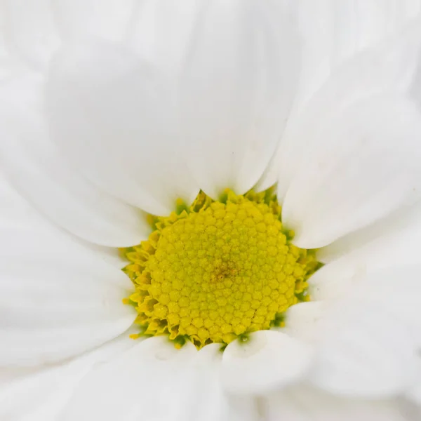 Vit blomma krysantemum, kamomill. vita kronblad — Stockfoto