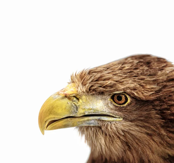 Retrato de águila de cola blanca (Haliaeetus albicilla ) —  Fotos de Stock