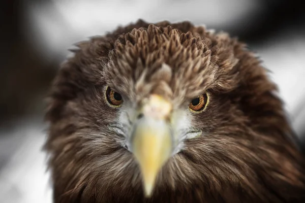 Portrait of eagle, White-tailed (Haliaeetus albicilla) — Stock Photo, Image