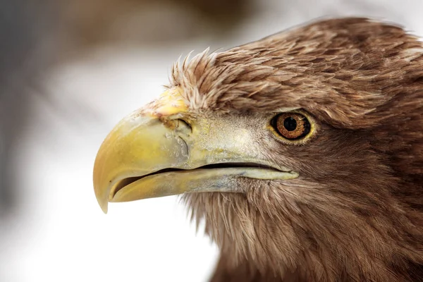 Retrato de águila de cola blanca (Haliaeetus albicilla ) —  Fotos de Stock