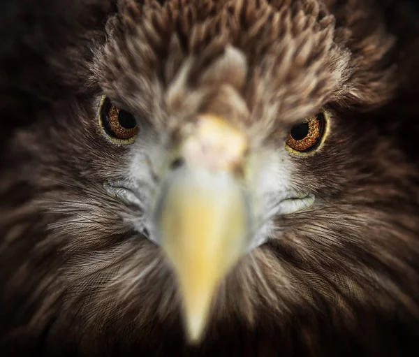 Retrato de águia, de cauda branca (Haliaeetus albicilla ) — Fotografia de Stock