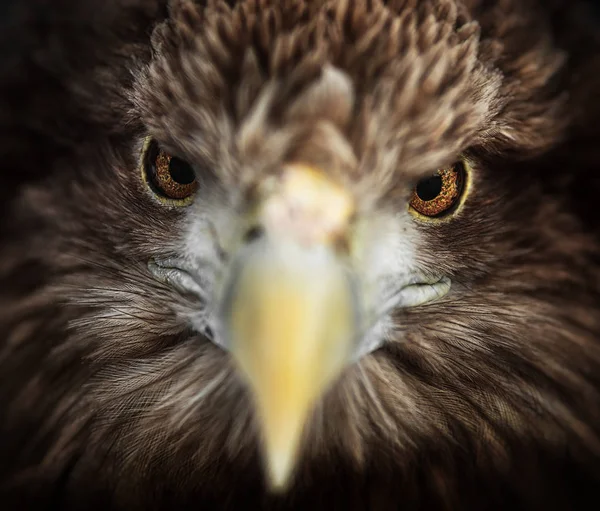 Kartal, portresi Ak kuyruklu (Haliaeetus albicilla) — Stok fotoğraf