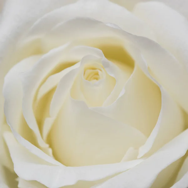 Rosa branca frágil. Macro . — Fotografia de Stock