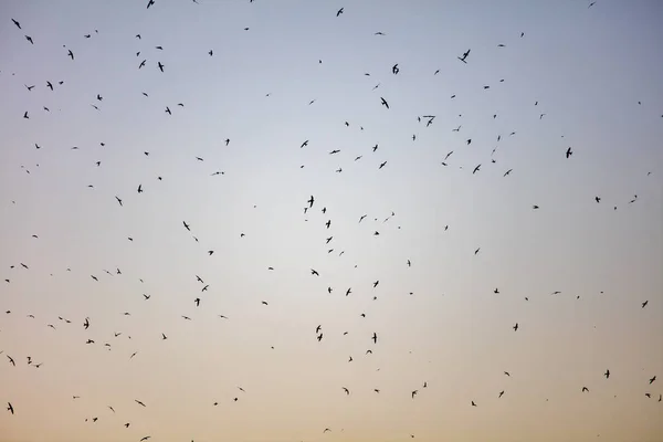 Una bandada de pájaros. Swifts llegó. —  Fotos de Stock