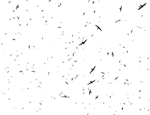 Um bando de pássaros. Os Swifts chegaram. contornos de pássaros em um bac branco — Fotografia de Stock
