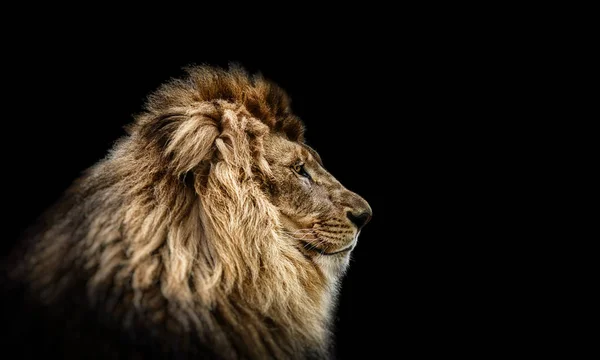 Lion Stock Photos, Royalty Free Lion Images | Depositphotos Lion Stock Photos, Royalty Free Lion Images | Depositphotos