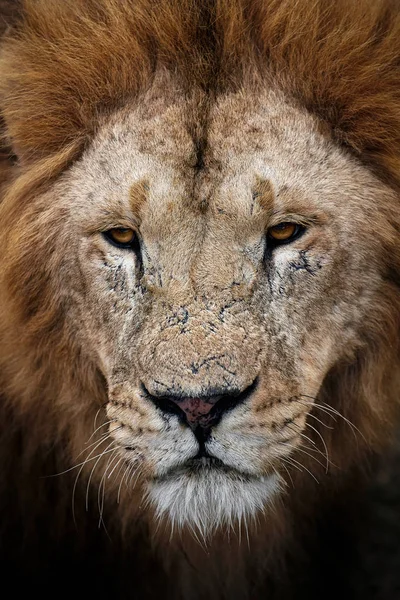 Vackra Lion Caesar i savannen. bränt gräs — Stockfoto
