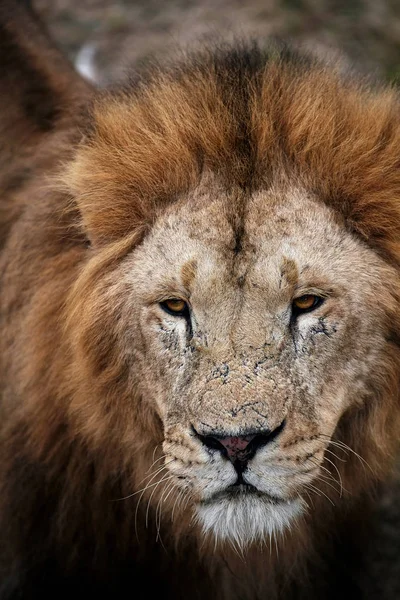 Hermoso León César en la sabana. hierba quemada —  Fotos de Stock