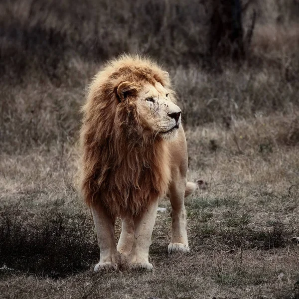 Bellissimo Leone Bianco. Cesare nella savana. erba bruciata — Foto Stock