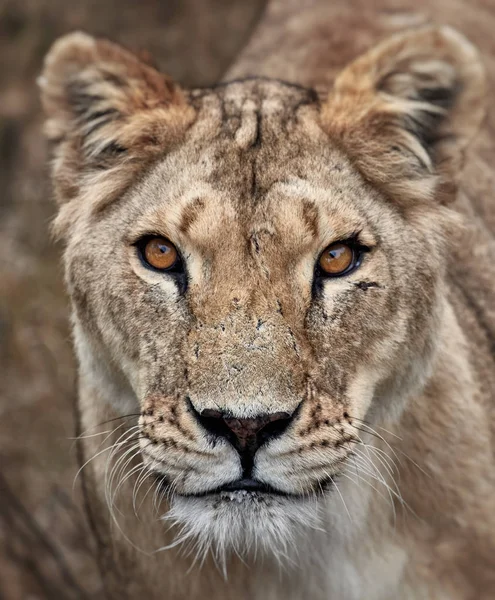Retrato de uma leoa. Leoa africana de close-up (Panthera leo ) — Fotografia de Stock