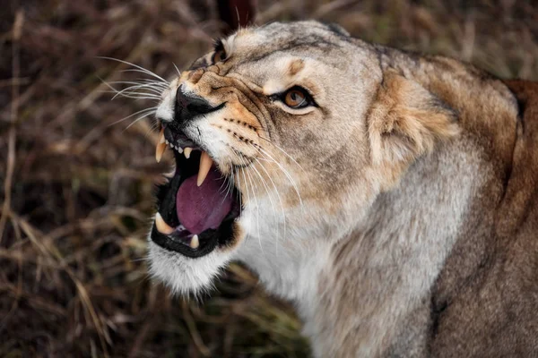 Bir dişi aslan portresi. Yakın çekim Afrika dişi aslan (Panthera leo) — Stok fotoğraf