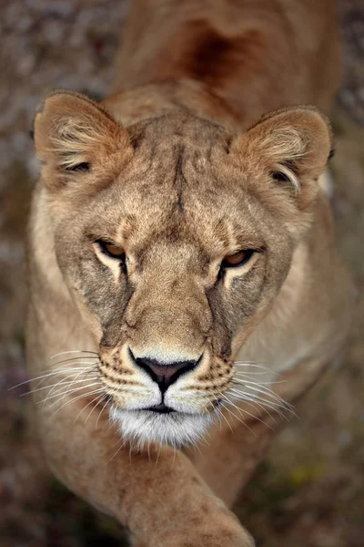 Πορτρέτο ενός λέαινα. Γκρο πλαν αφρικανική λιονταρίνα (Panthera leo) — Φωτογραφία Αρχείου