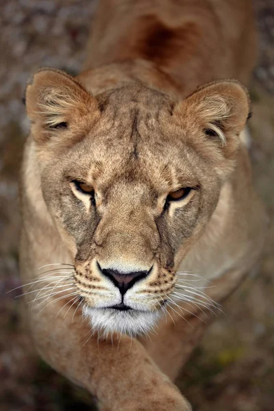 Portrait d'une lionne. Gros plan Lionne africaine (Panthera leo ) — Photo