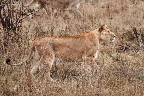 Leeuwin in de savanne — Stockfoto