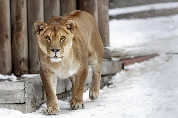 Lioness. portrait of a wild cat — Stock Photo, Image