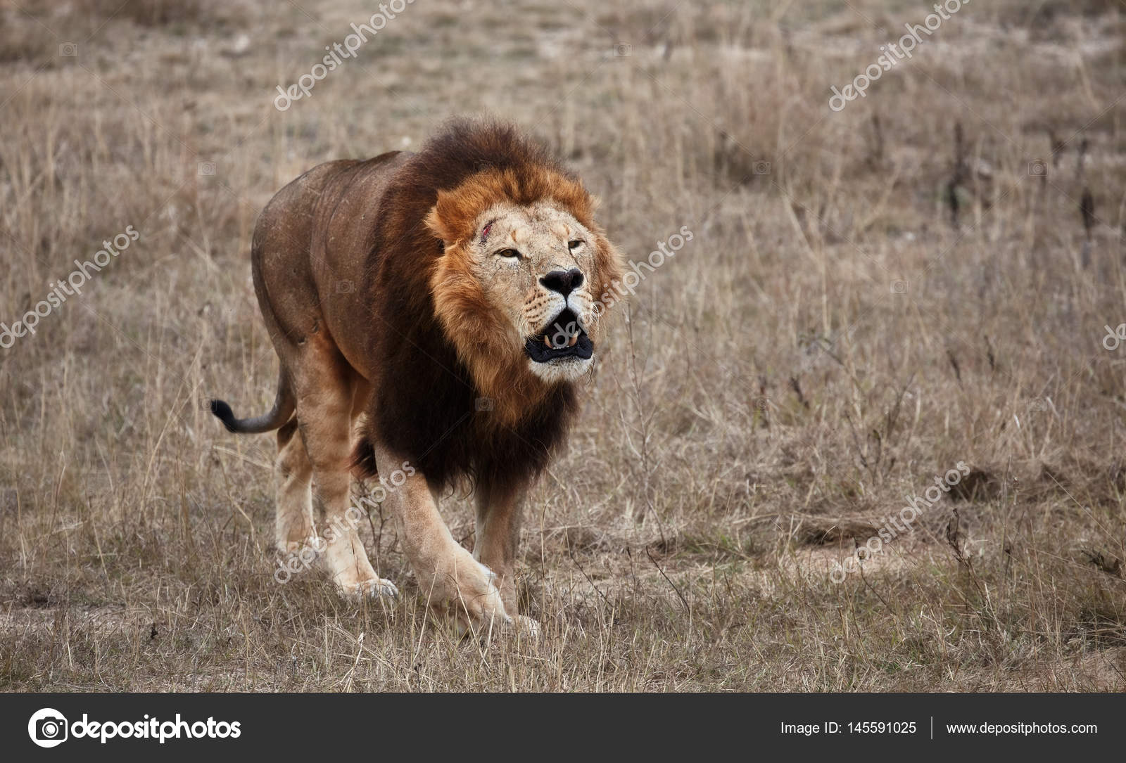 ruggito del leone da scarica