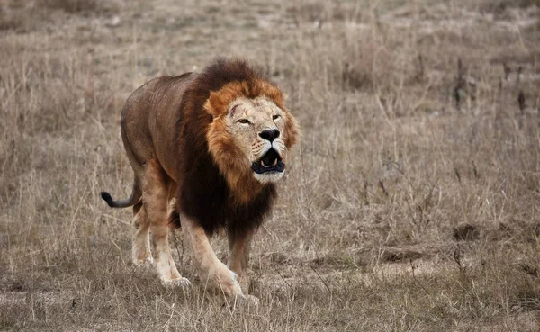 Mooie Leeuw in savanne. Lion's gebrul. Scorched gras — Stockfoto