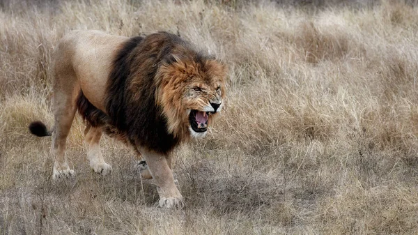在稀树草原的美丽狮子。狮子的吼声。烧焦的鹅肝 — 图库照片