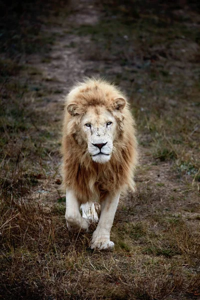 Bellissimo Leone Bianco. Cesare nella savana. erba bruciata — Foto Stock