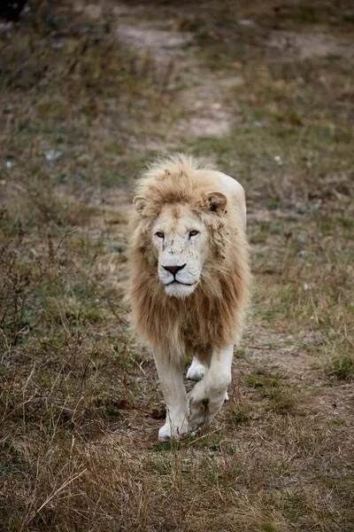 Mooie witte leeuw. Caesar in de savanne. Scorched gras — Stockfoto