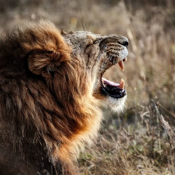 Όμορφο λιοντάρι στη σαβάνα. βρυχηθμό του λιονταριού — Φωτογραφία Αρχείου