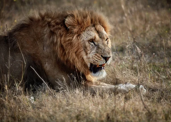 美しいライオン。サバンナのシーザー。焦げた草 — ストック写真