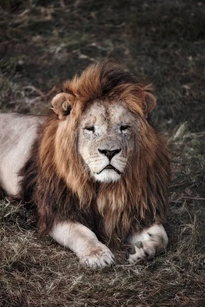 Bellissimo Leone. Cesare nella savana. erba bruciata — Foto Stock